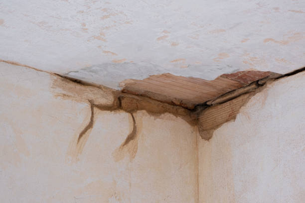 Best Mold removal after water damage  in Middleburg, FL